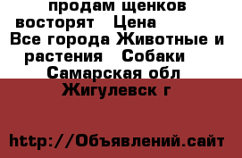 продам щенков восторят › Цена ­ 7 000 - Все города Животные и растения » Собаки   . Самарская обл.,Жигулевск г.
